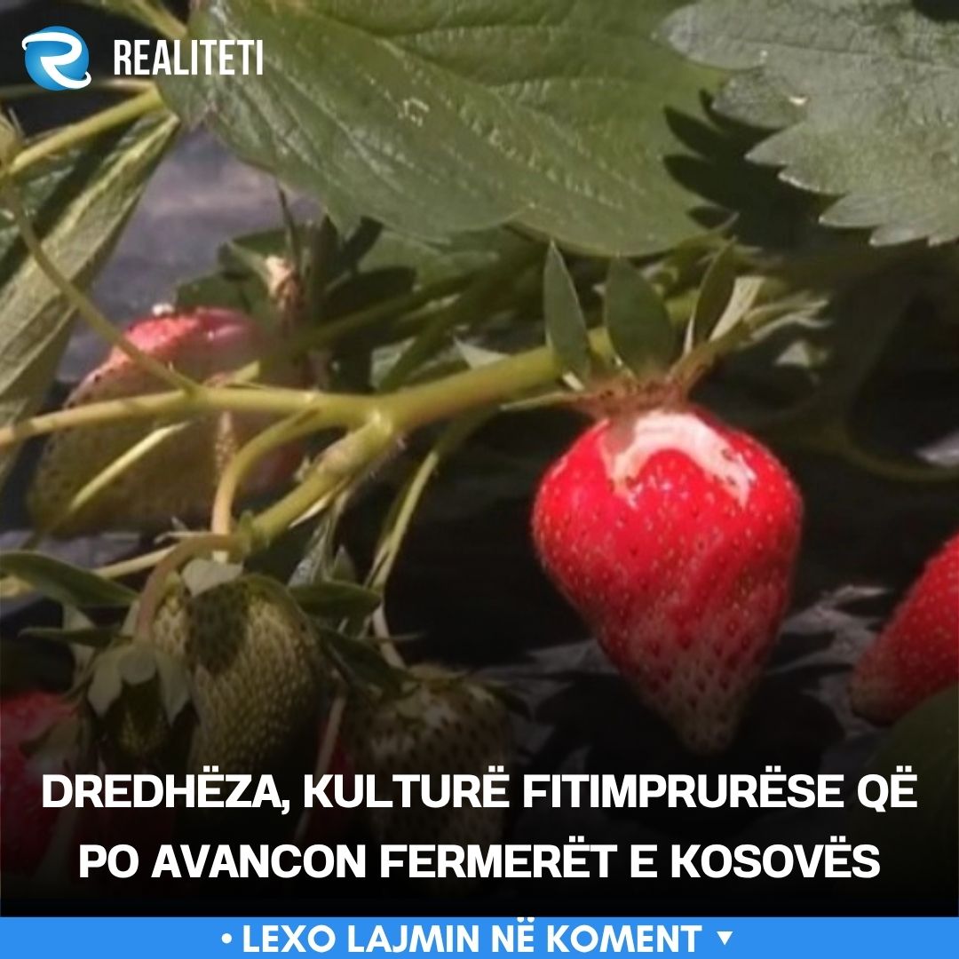 Dredhëza  kulturë fitimprurëse që po avancon fermerët e Kosovës