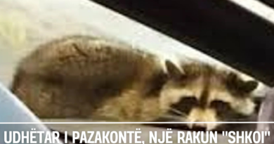 Pse amerikanët ngjitin pasaportat në kokë – trend i çuditshëm që po përhapet