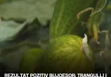 Rezultat pozitiv bujqesor; Trangulli i Kosovës po fiton tregun evropian