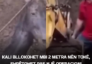 Kali bllokohet mbi 2 metra nën tokë, shpëtohet pas një operacioni dramatik – pamje nga Venezuela
