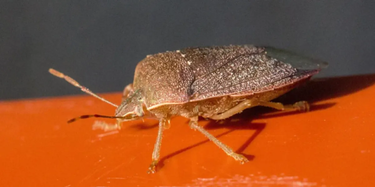 insektet-e-eres-po-hyjne-ne-shtepi-keto-dite-pse-vijne-ne-vjeshte-dhe-si-t-i-zhdukni-ato