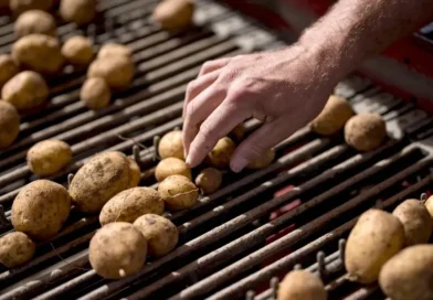Zvicrës i mungojnë 130 mijë tonë patate, pritet rritje e çmimeve