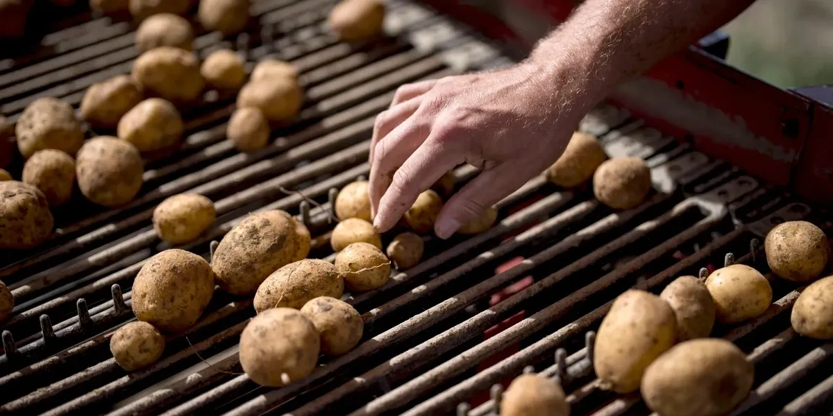 zvicres-i-mungojne-130-mije-tone-patate-pritet-rritje-e-cmimeve