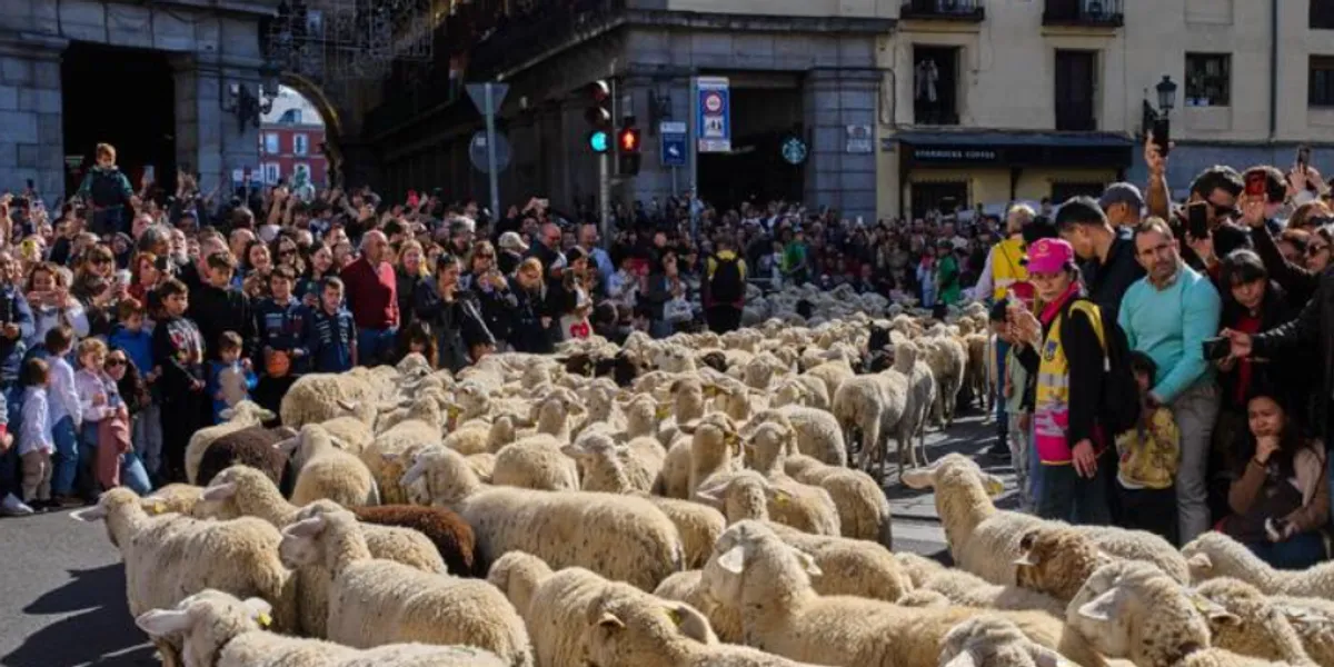 mijera-dele-pushtojne-rruget-e-madridit-per-festivalin-e-transhumances